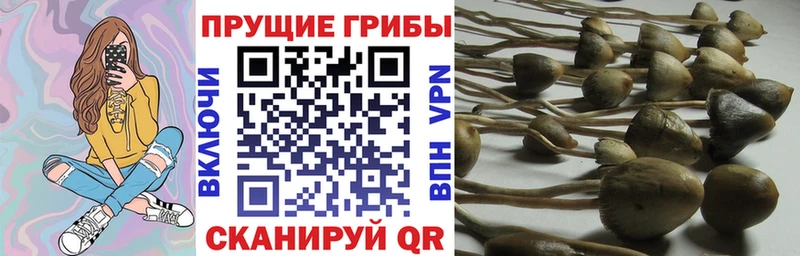 сколько стоит  Новый Оскол  Галлюциногенные грибы Magic Shrooms 
